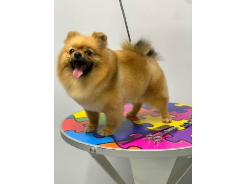 Pomeranian boo