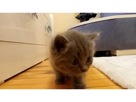 3 aylık british shorthair yavru kedimiz