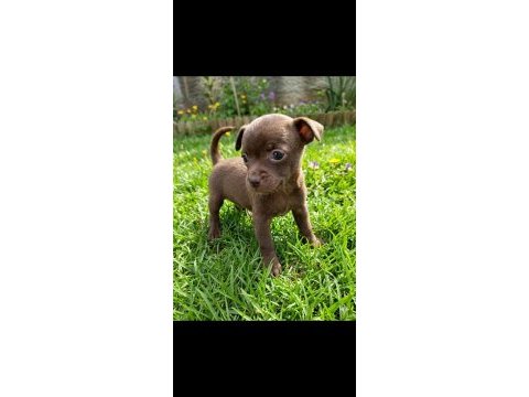 Chihuahua şivava bebekler