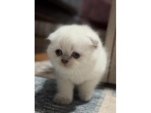 Scottish fold blue point üst kalite kardeşler