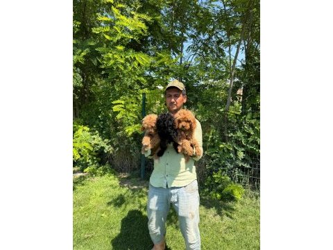 Maltipoo yavrular bir birinden tatlılar