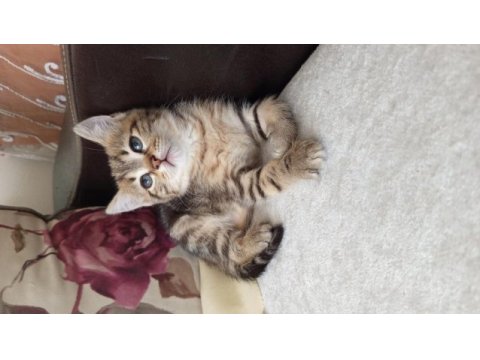 British shorthair yavrularımız yeni ailelerini bekliyor