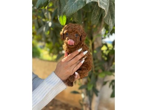 Korekan toy poodle yavrular