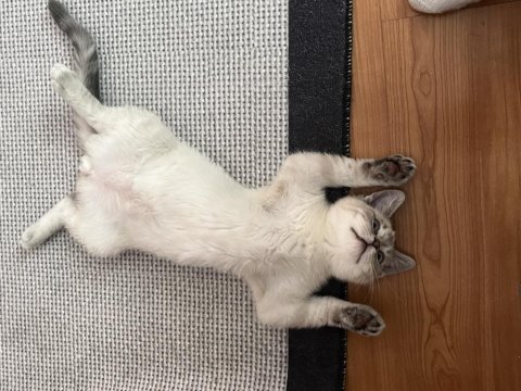 British shorthair kedim evde bebek olduğu için koydum