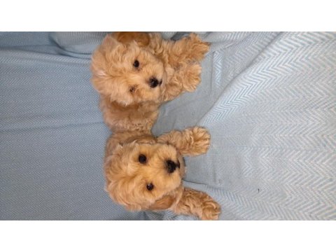 Dünya tatlısı maltipoo bebekler