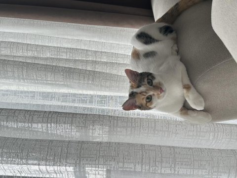 Sokaktan kurtarılan kedimiz pırıla tatlı bir yuva var mı?