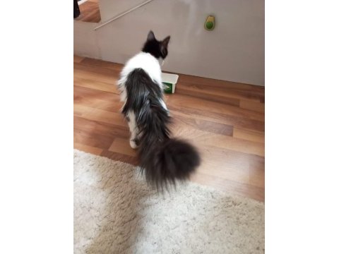 Pamuk ve minik yeni ailesini arıyor tekir