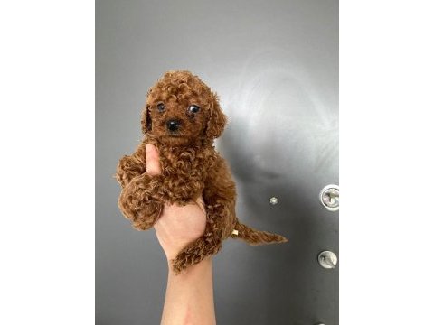 Toy poodle yavrularim orijinal ev üretimi