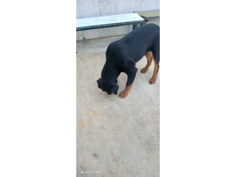 7 aylık rottweiler aşıları tam çipli kimlikli