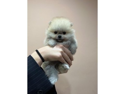 Petmode köpek çiftliğinden tea cup pomeranian yavrular