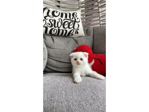 Yavru scottish fold kedilerim