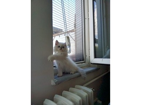 2 aylık safkan british longhair
