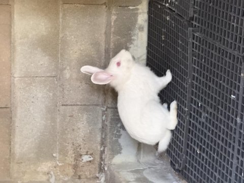 Çok acil iki adet tavşan