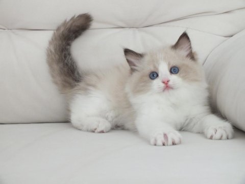 Ragdoll yavruları