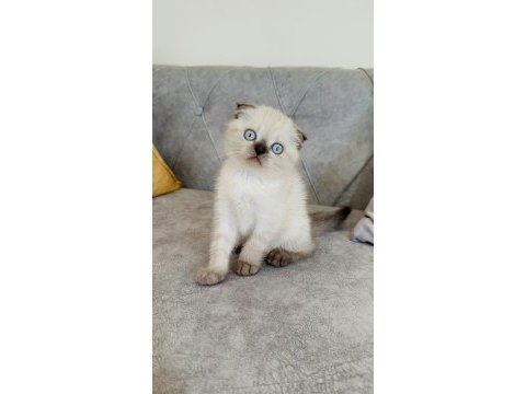Safkan ponçik scottish fold oğlum