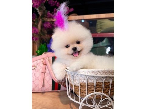 Sağlık ve ırk garantili pomeranian