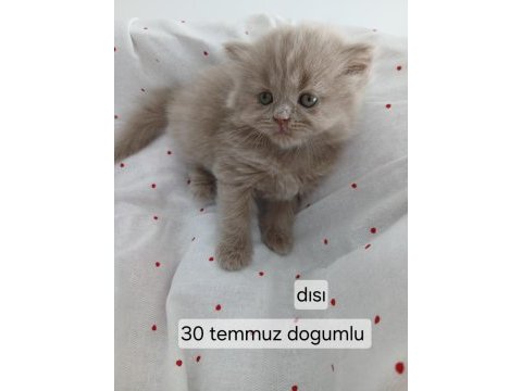 Çikolata fawn ve cinnemon bicolor kedimiz