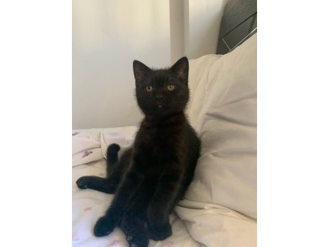 British gri siyah erkek kedim