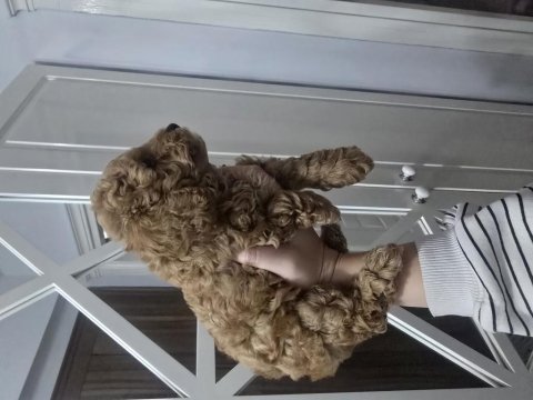 Erkek toy poodle