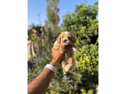 Maltipoo bebeklerimiz