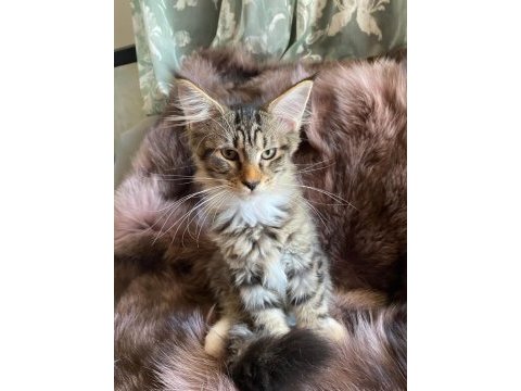 Anne altından maine coon