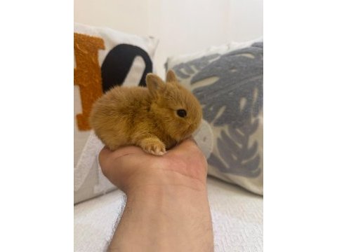 Hollanda cücesi netherland dwarf tavşan