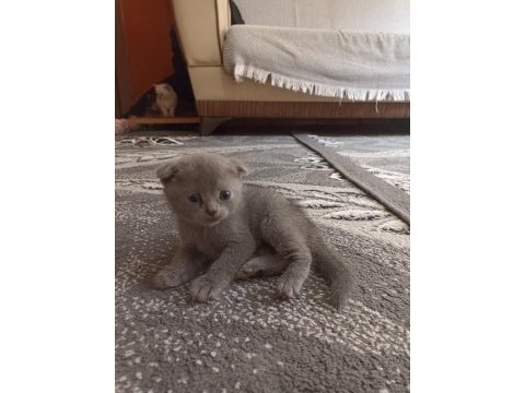 Bizim kediler yeni ailesini arıyor