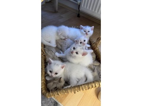 Kedilerimizin yeni yuvalarını arıyoruz