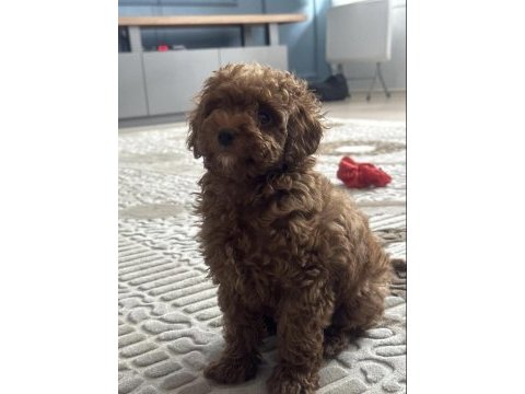Kore poodle oğlum yeni yuvasına gitmeye hazır