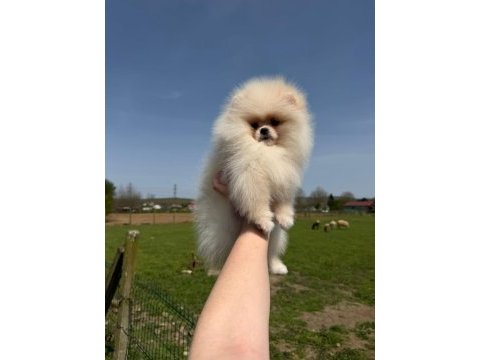 Pomeranian yavrularımız teslime hazır