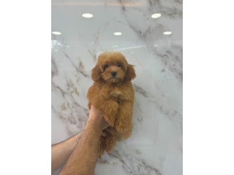 Maltipoo yavrularımız