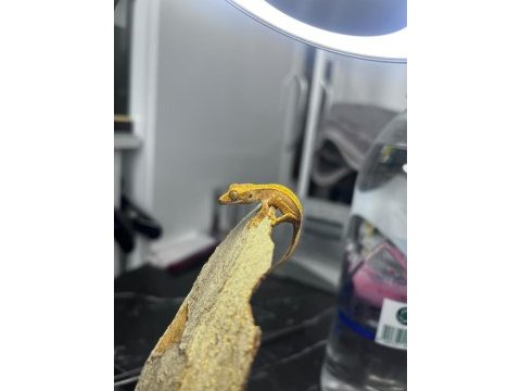 Crested gecko sahiplendirme