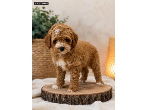 Poodle ayarında maltipoo 