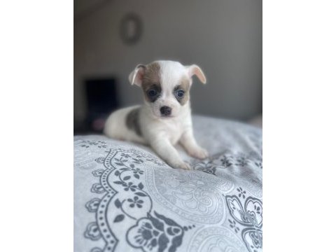 Mavi gözlü özel chihuahua istanbul