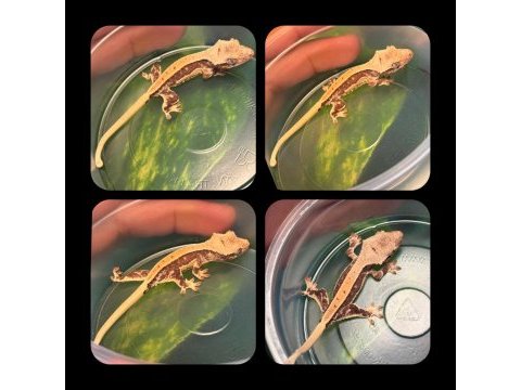 Crested gecko yavrular