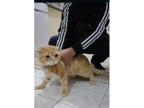 Köpek takaslı scottish fold