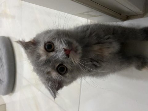Scottish fold yavru