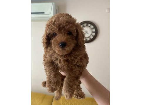 Sağlıklı toy poodle yavrularımız