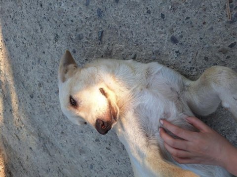 Labrador köpeğimizi sahiplendirme