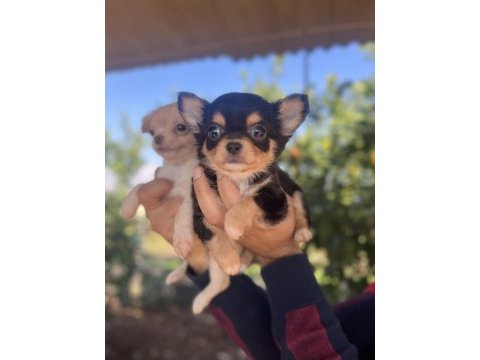Teacup chihuahua dişi yavrularımız @petclubadanaa