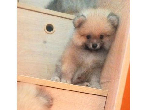 İzmir'de uygun pomeranian boo yavrular