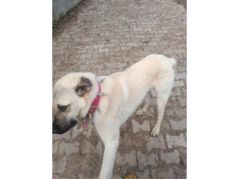Orjinal kangal sürü köpeği