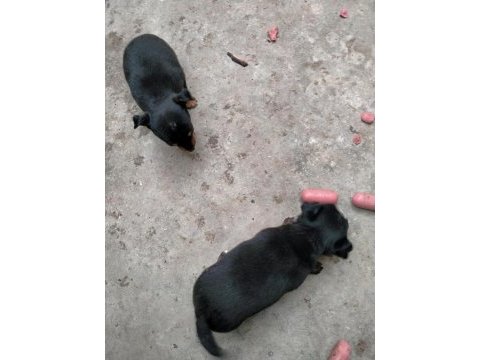 Pinscher minyatür köpeğimiz