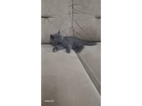 British shorthair kedimize yeni yuva aranıyor