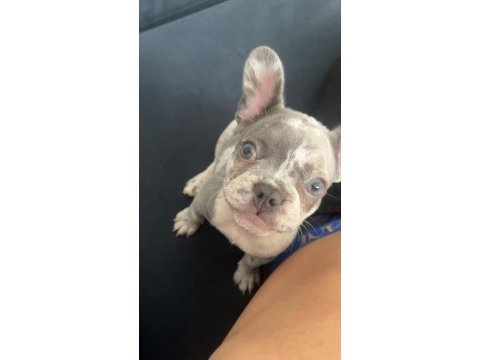 Merle french bulldog