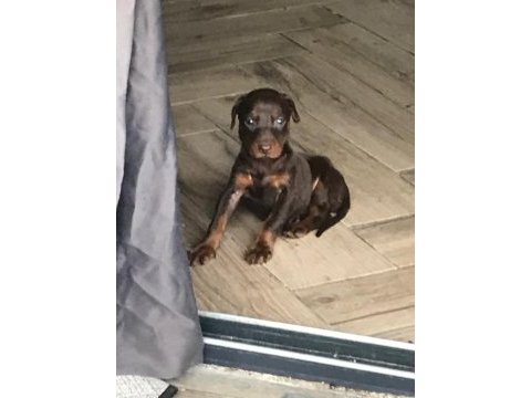 Kızıl doberman yavruları