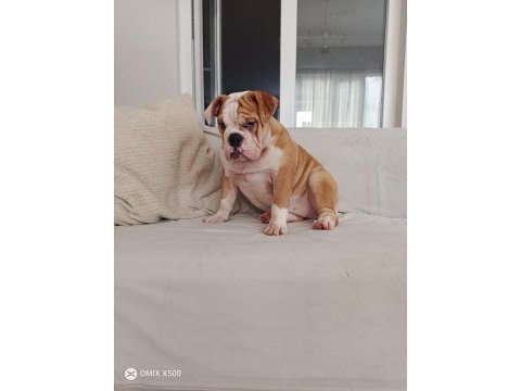 Orijinal ırk english bulldog bebeklerim