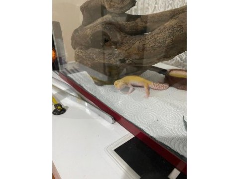 Gecko dişi kertenkele kırmızı gözlü