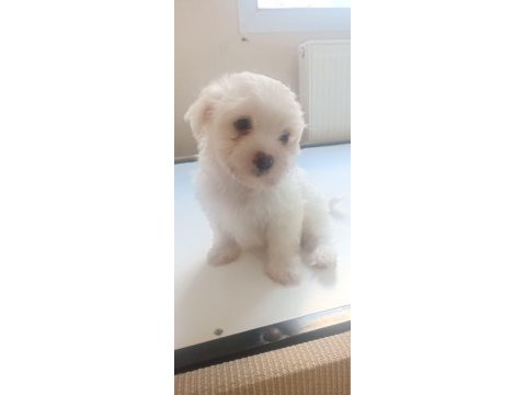 Dişi 50 günlük terrier