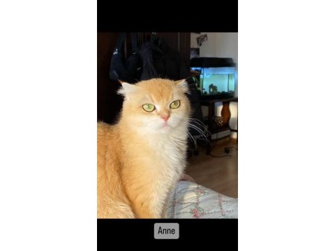 Full şecereli golden ny12 scottish fold oğlumuz